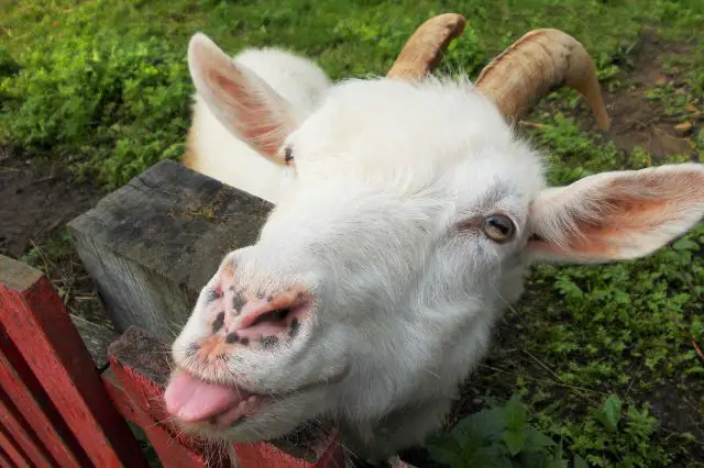 157 Hilarious Goat Jokes Sure To Make You Laugh Funny Jokes Puns