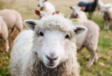 sheep-jokes