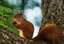 squirrel-jokes