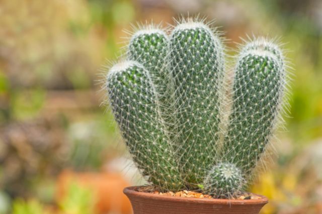 cactus-puns
