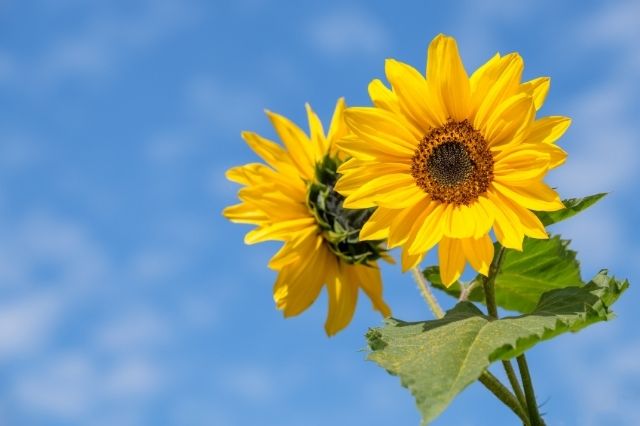 sunflower-puns