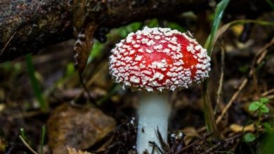 mushroom-puns