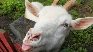 goat-jokes