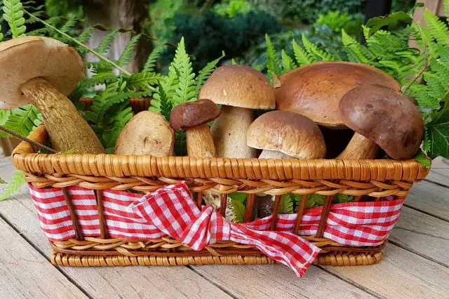 mushroom-jokes