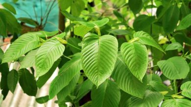 what-is-kratom-benefits-and-side-effects