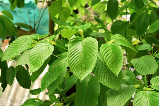 what-is-kratom-benefits-and-side-effects