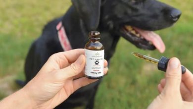 cbd-oil-for-canines-unveiling-benefits-and-considerations