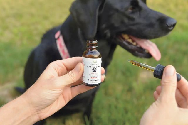 cbd-oil-for-canines-unveiling-benefits-and-considerations