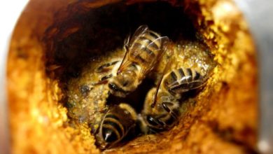 understanding-propolis