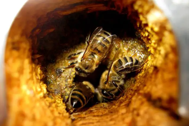 understanding-propolis