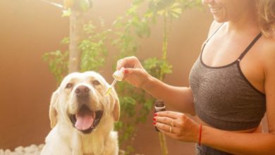 calculating-the-right-cbd-oil-dosage-for-your-dog