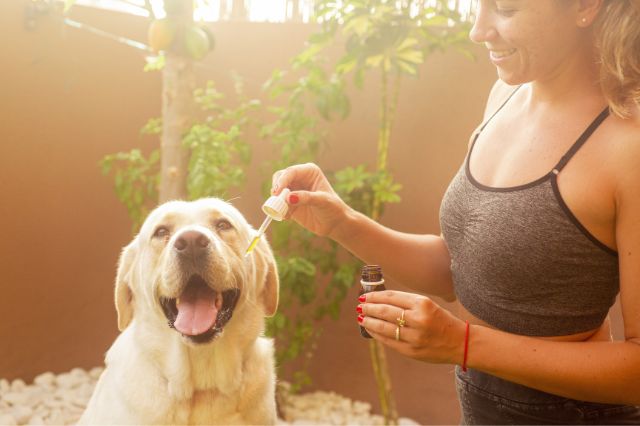 calculating-the-right-cbd-oil-dosage-for-your-dog