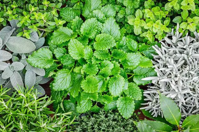 enjoying-herbs-throughout-the-changing-seasons