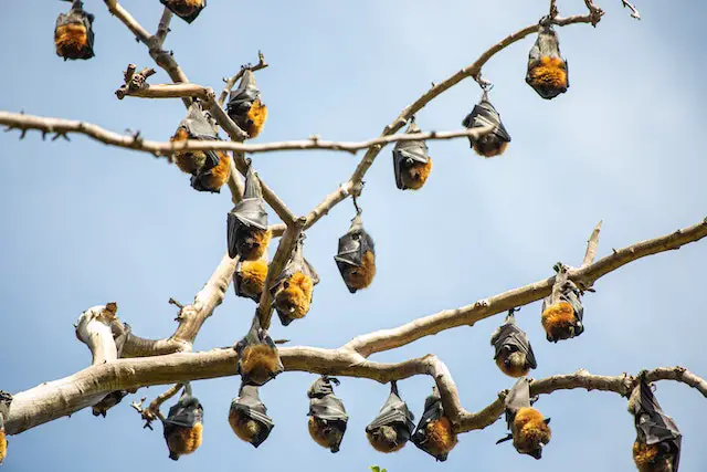 Mount Bat Boxes