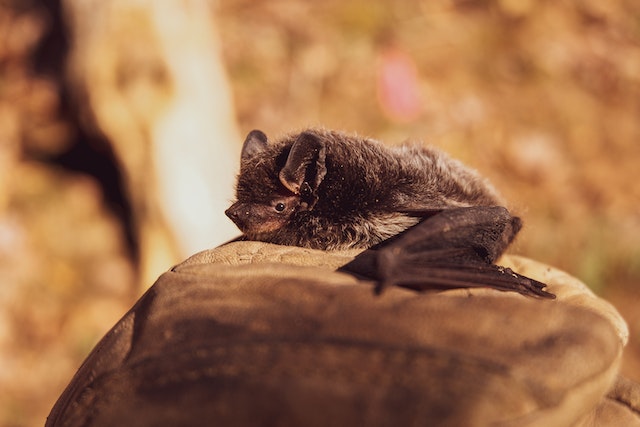 Safely Evicting Bats from Your Home