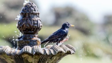 how-adding-different-types-of-fountains-can-enhance-the-look-of-your-garden