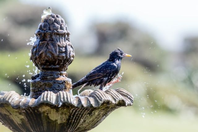 how-adding-different-types-of-fountains-can-enhance-the-look-of-your-garden