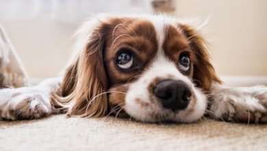Puppy Care Tips for New Owners