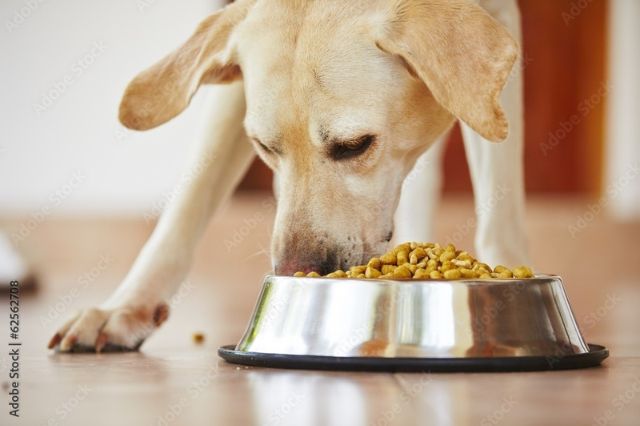 nutritious-treats-for-healthy-and-happy-dogs