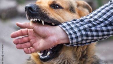 what-compensation-can-i-receive-in-a-dog-bite-lawsuit