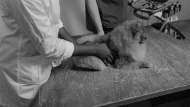 Why Spaying and Neutering Your Pet Is a Responsible Choice