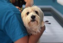 Veterinary Business Setup Solutions to Early Challenges Explained